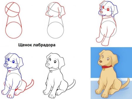 Поэтапное рисование собаки
