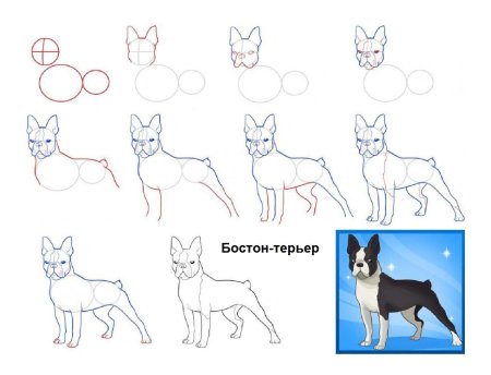 Поэтапное рисование собаки