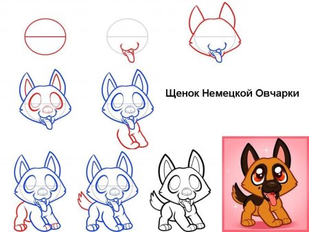 Как нарисовать щенка немецкой овчарки