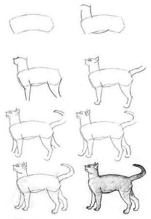 Пошаговый рисунок кошки