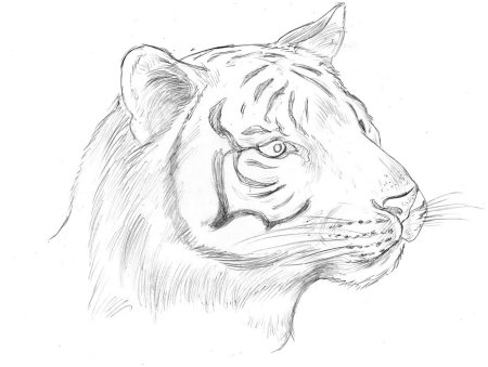 Рисунок тигра для срисовки