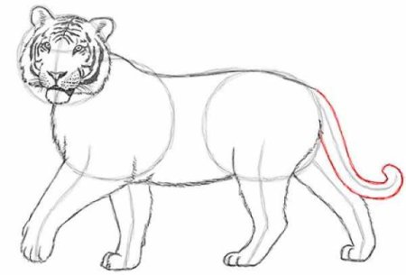 Рисунки тигра карандашом для начинающих