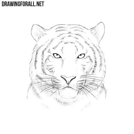 Тигр рисунок карандашом для срисовки морда