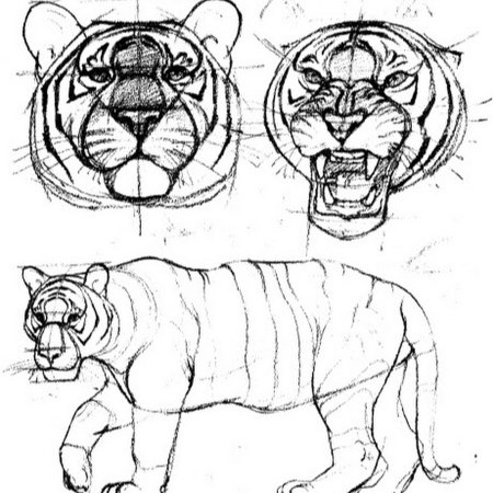 Анатомия тигра сбоку