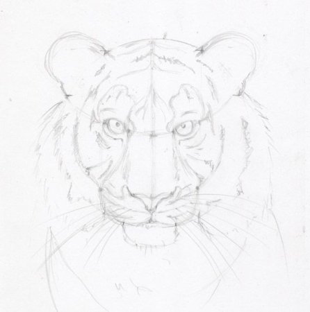 Тигр карандашом для начинающих