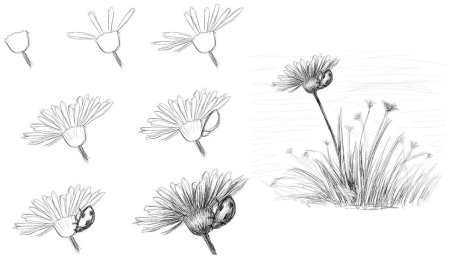 Рисунки карандашом цветы для начинающих