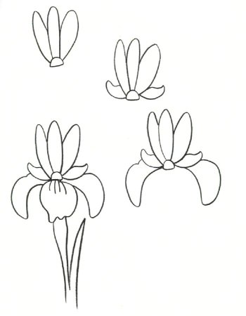Цветы для срисовки для начинающих