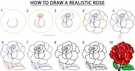 Рисование розы поэтапно