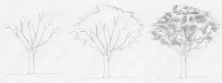 Рисование для начинающих дерево