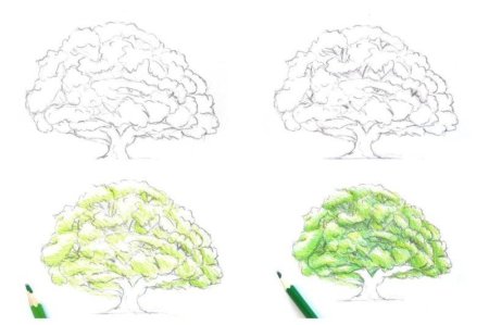 Крона дерева карандашом