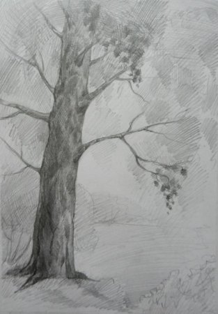 Дерево карандашом