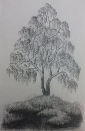 Береза карандашом