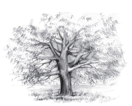 Дерево карандашом