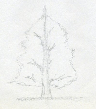 Сосна рисунок карандашом легко