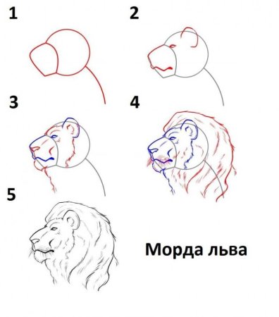 Как рисовать Льва