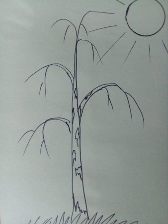 Рисование березы