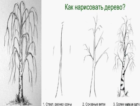 Берёза поэтапное рисование