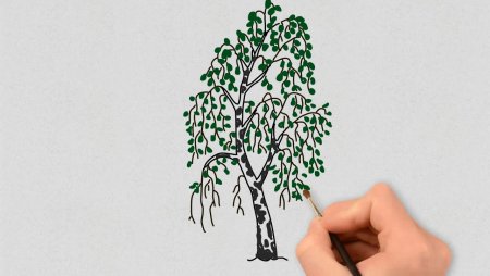 Дерево береза рисунок карандашом
