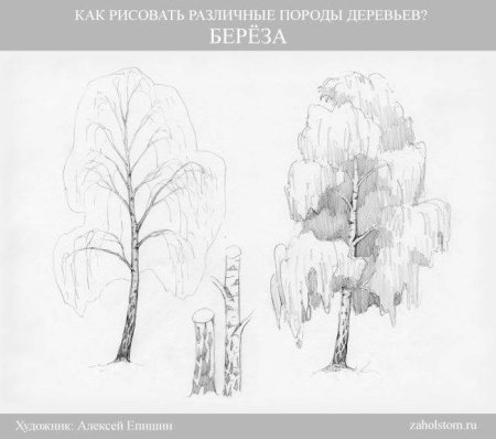 Берёза поэтапное рисование