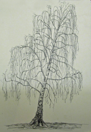 Рисование березы