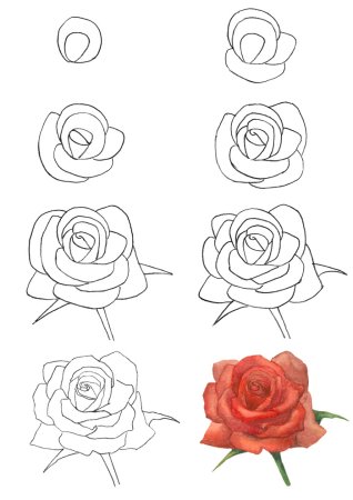 Рисунок розы для срисовки