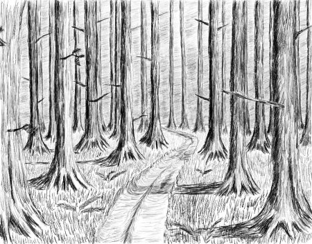 Рисунки леса карандашом для начинающих