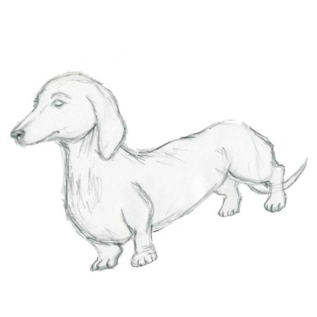 Рисунки для срисовки карандашом животные легкие