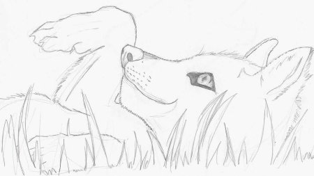 Рисунки Волков карандашом для срисовки