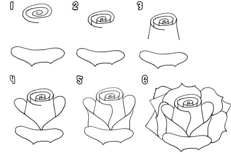 Рисунки розы карандашом для начинающих