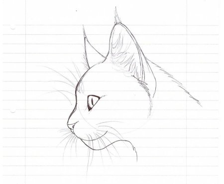 Рисунок кошки легкий для срисовки