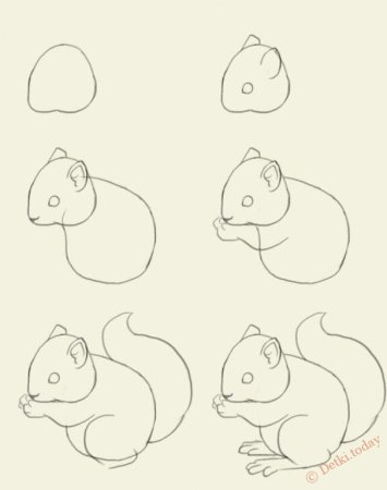 Белка этапы рисования