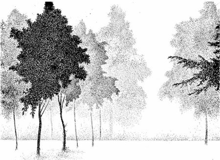 Деревья тушью