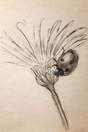 Рисование угольным карандашом для начинающих