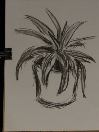 Рисунки углём лёгкие