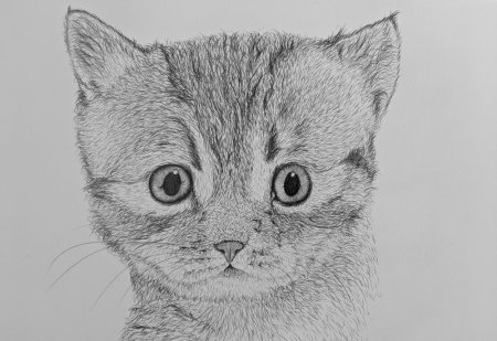 Котенок простым карандашом