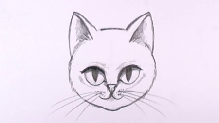 Мордочка кота карандашом