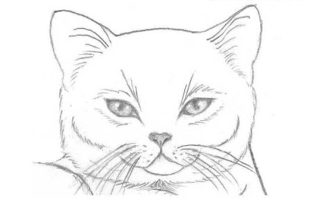 Kellas Campbell кошки