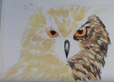 Сова гуашью для начинающих