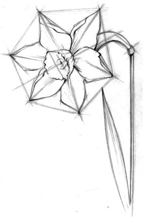 Зарисовки растений