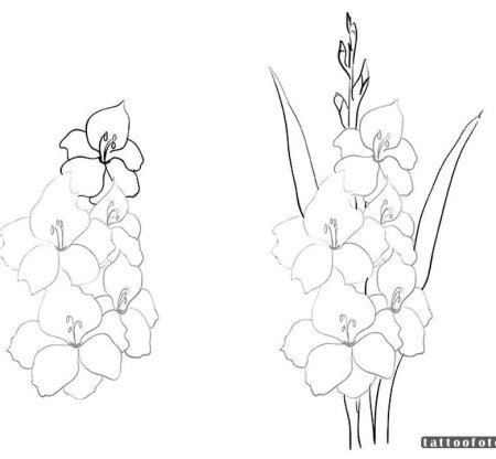 Гладиолус рисунок карандашом