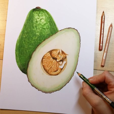 Авокадо рисунок для срисовки