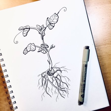 Рисунки карандашом