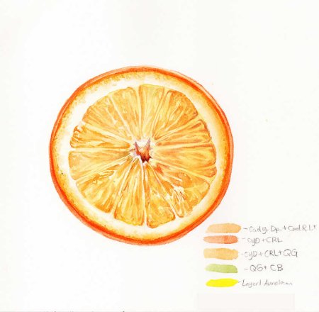 Долька апельсина акварель