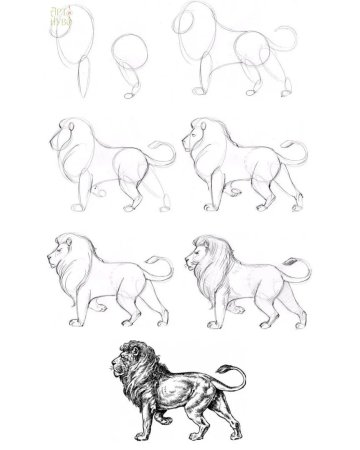 Волк рисунок сбоку поэтапно