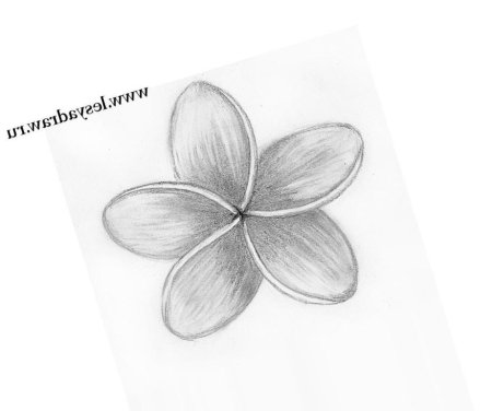 Цветы карандашом для срисовки очень легкие