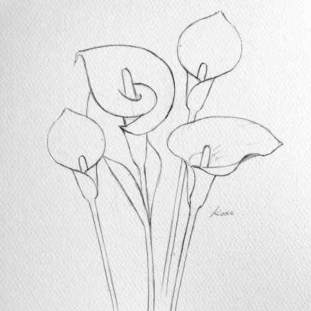 Рисунки цветов карандашом для начинающих