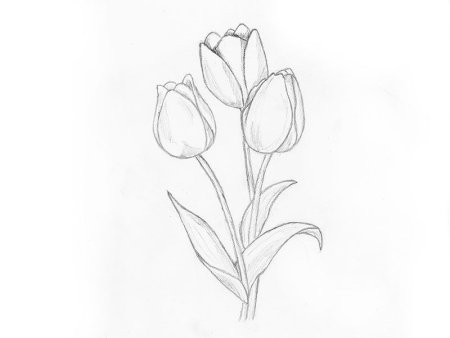 Поэтапные рисунки карандашом цветы
