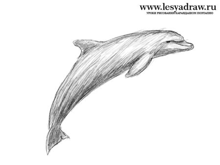 Рисунок дельфина карандашом