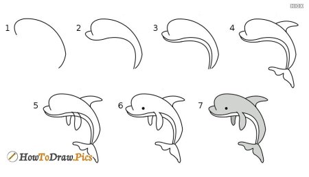 Как нарисовать дельфина
