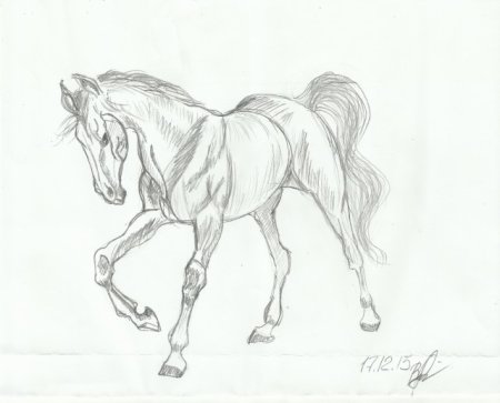 Уроки по рисованию лошадей